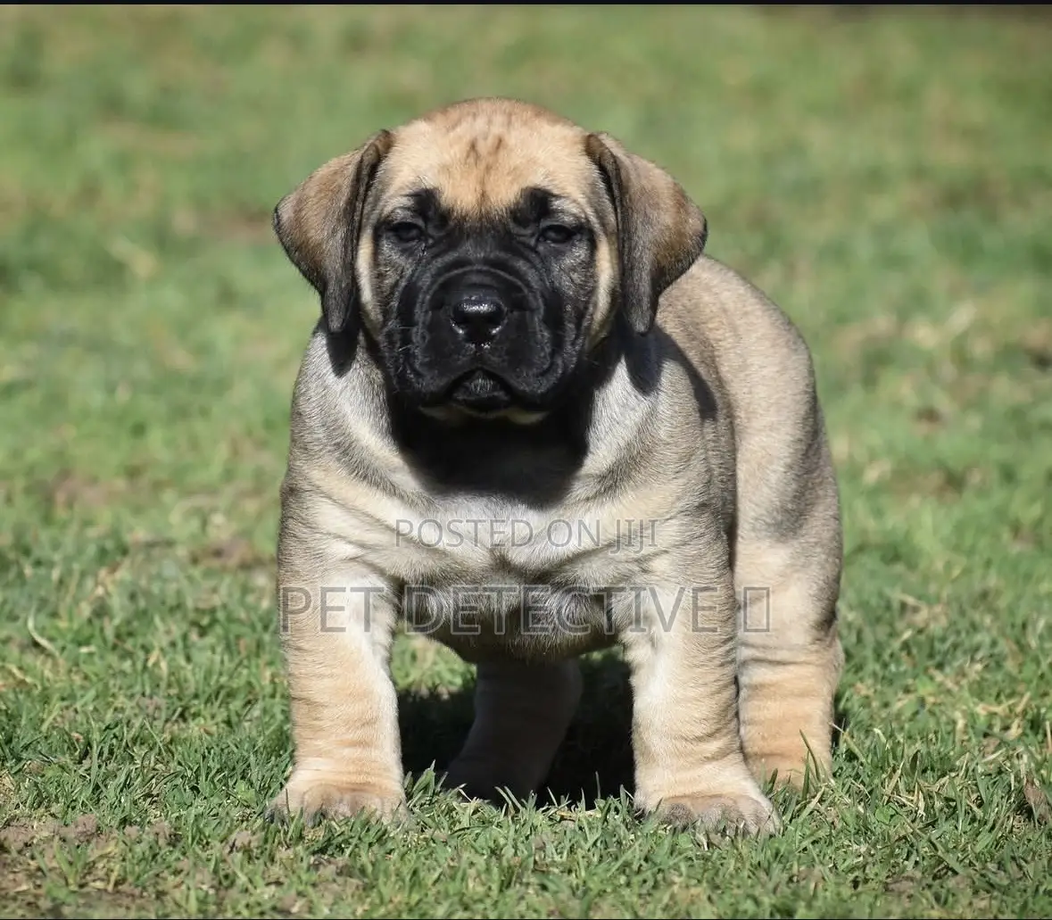 1-3 months Male Purebred Boerboel