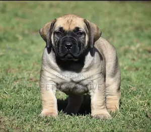 Photo - 1-3 months Male Purebred Boerboel