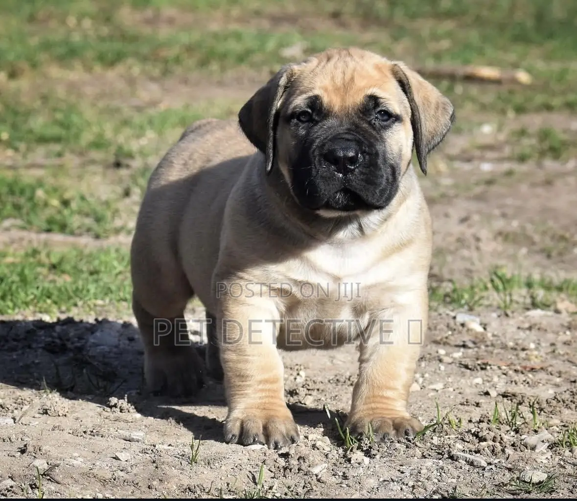 1-3 months Female Purebred Boerboel