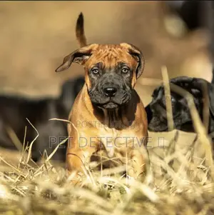 Photo - 1-3 months Male Purebred Boerboel