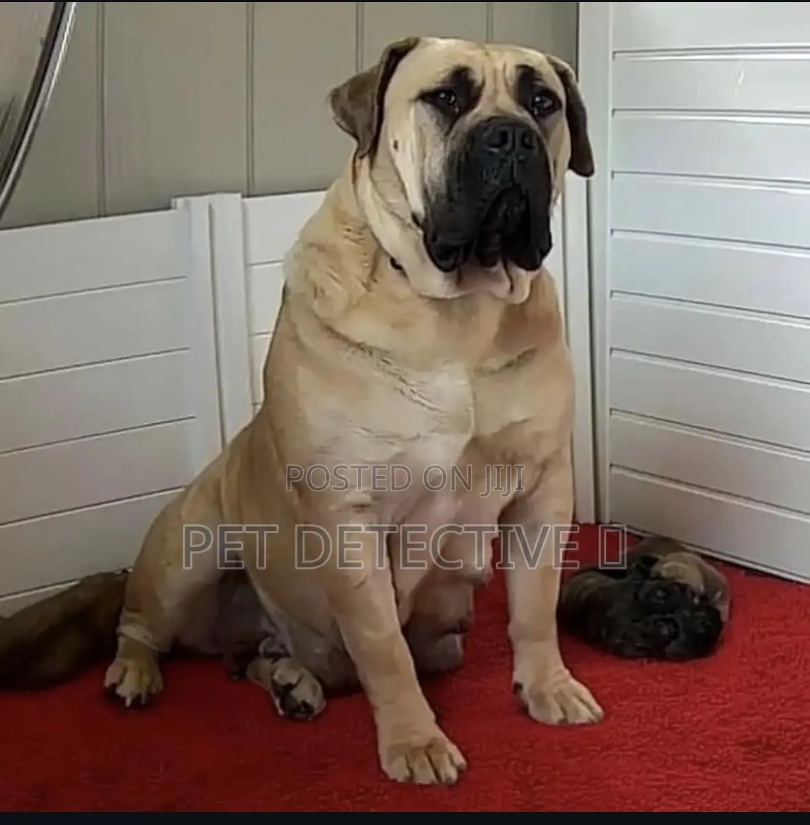 1-3 months Male Purebred Boerboel