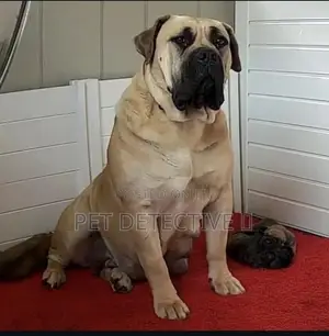 Photo - 1-3 months Male Purebred Boerboel