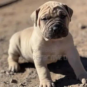 1-3 months Male Purebred Boerboel