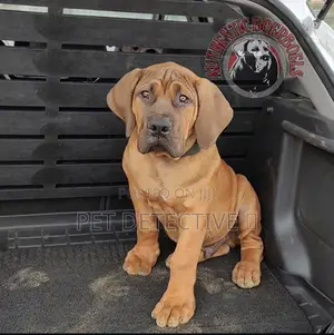 Photo - 1-3 months Male Purebred Boerboel