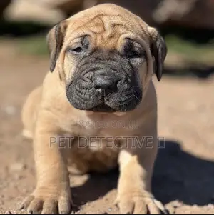 Photo - 1-3 months Male Purebred Boerboel