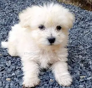 Photo - 3-6 months Male Purebred Maltese