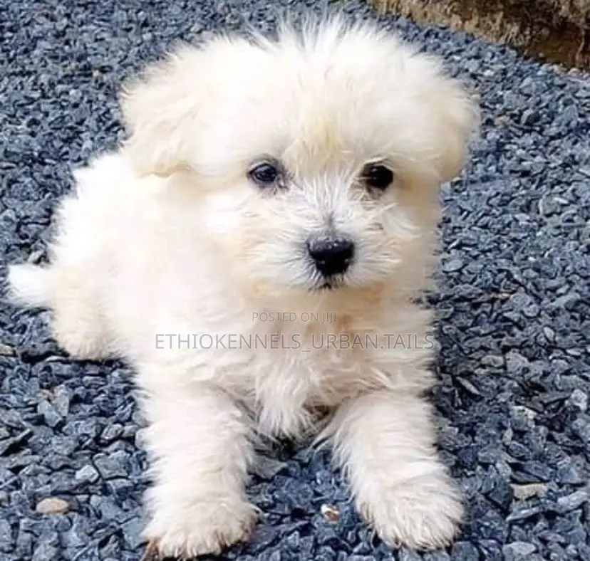 3-6 months Male Purebred Maltese