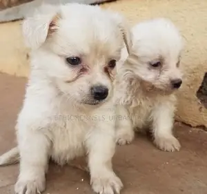 3-6 months Male Purebred Maltese