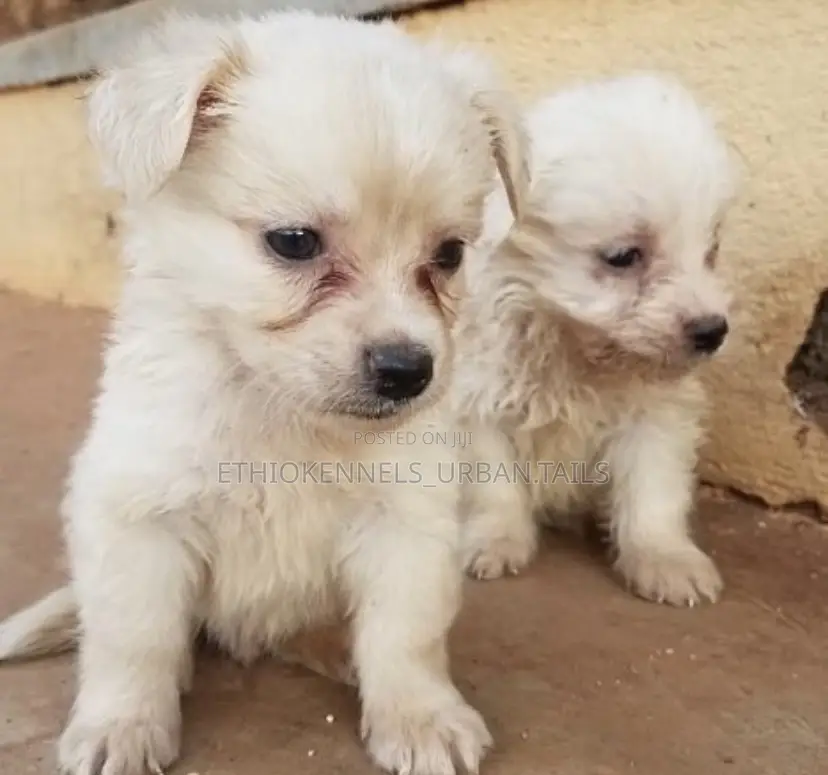 3-6 months Male Purebred Maltese