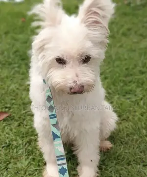 Photo - 1-3 months Female Mixed Breed Maltese