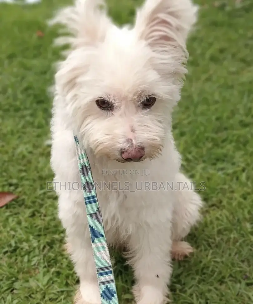 1-3 months Female Mixed Breed Maltese