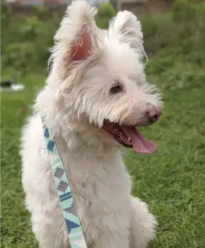 1-3 months Female Mixed Breed Maltese