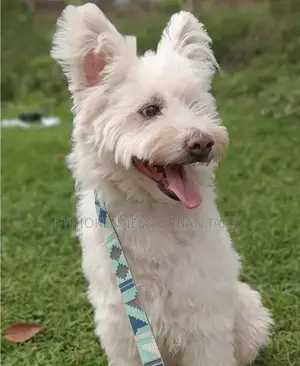 1-3 months Female Mixed Breed Maltese