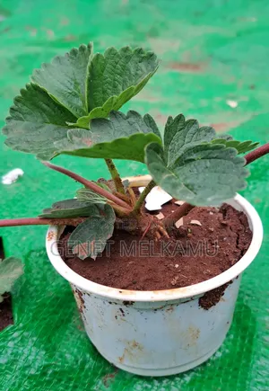 Photo - Strawberry Plant