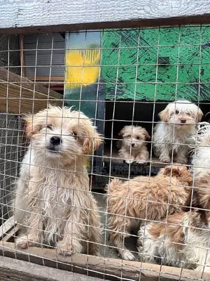 1-3 months Male Purebred Maltese