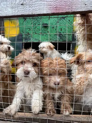 Photo - 1-3 months Male Purebred Maltese