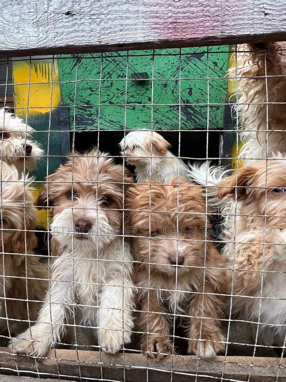 1-3 months Male Purebred Maltese