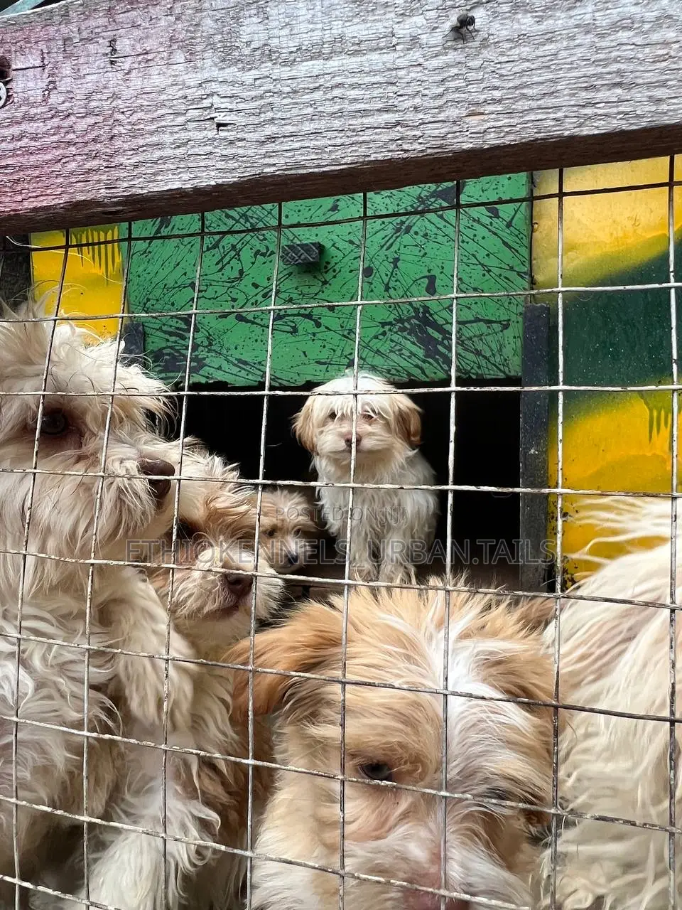 1-3 months Male Purebred Maltese