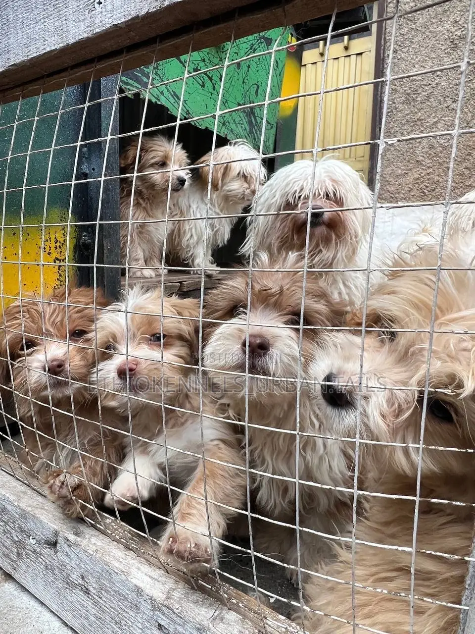 1-3 months Male Purebred Maltese