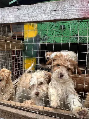 1-3 months Male Purebred Maltese