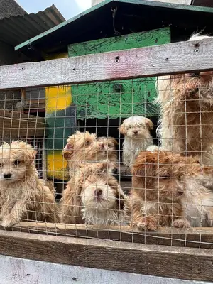 1-3 months Male Purebred Maltese