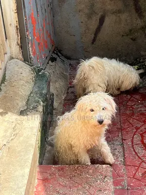 Photo - 3-6 months Male Purebred Maltese