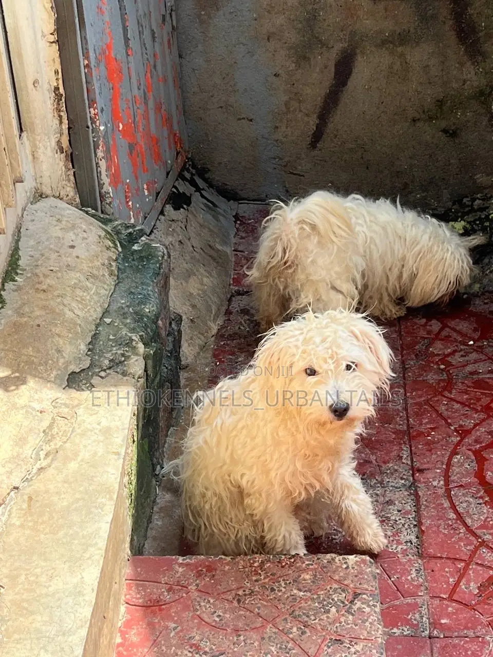3-6 months Male Purebred Maltese