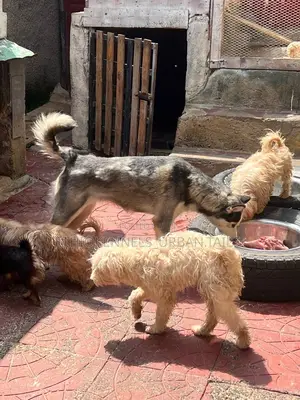 3-6 months Male Purebred Maltese