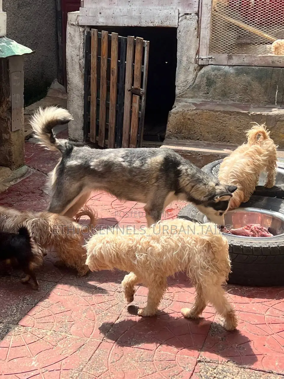 3-6 months Male Purebred Maltese