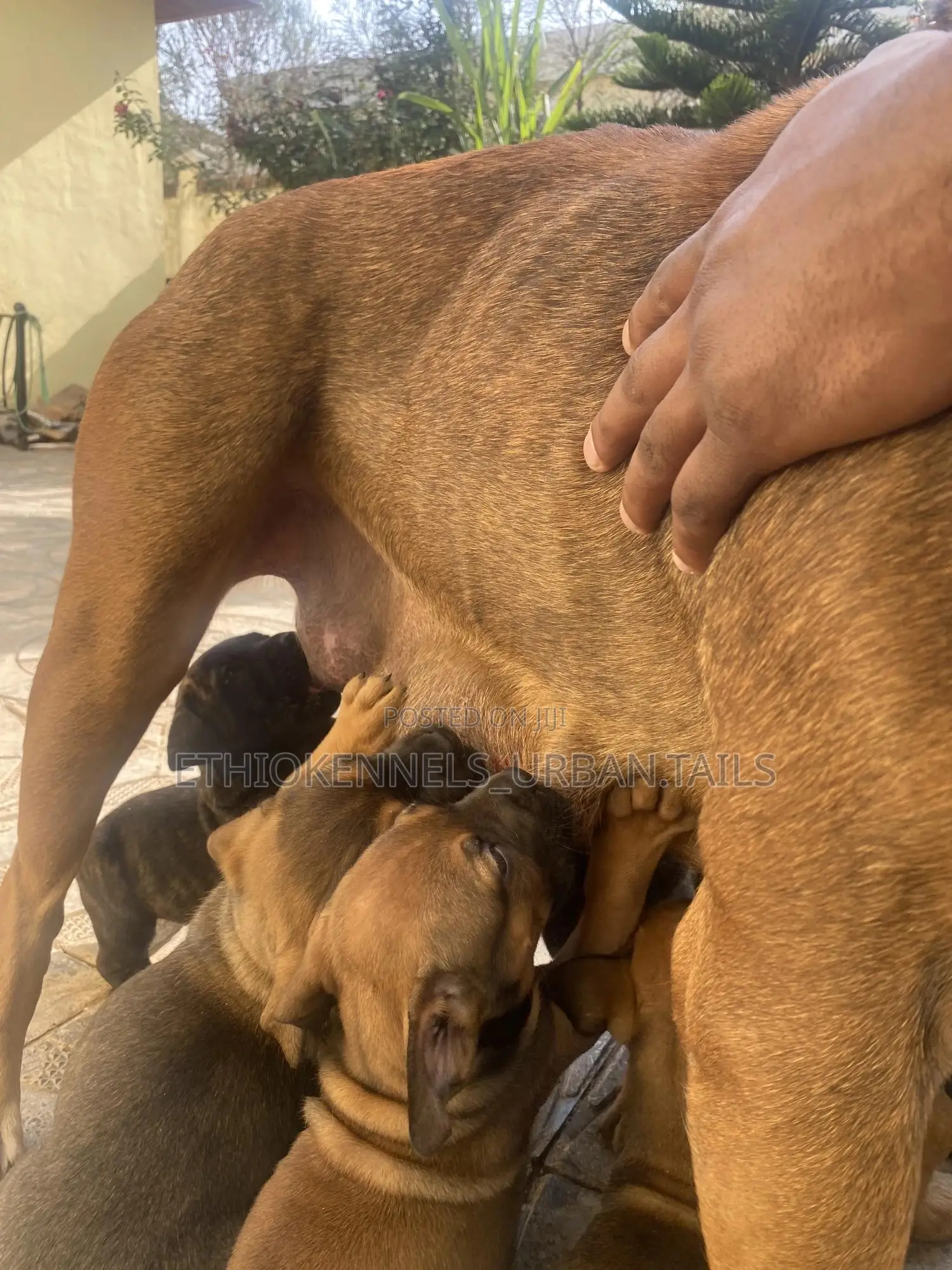 1-3 months Male Purebred Boerboel