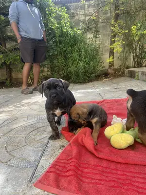 Photo - 1-3 months Male Purebred Boerboel