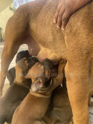 1-3 months Male Purebred Boerboel