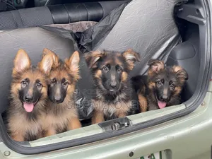 3-6 months Male Purebred German Shepherd