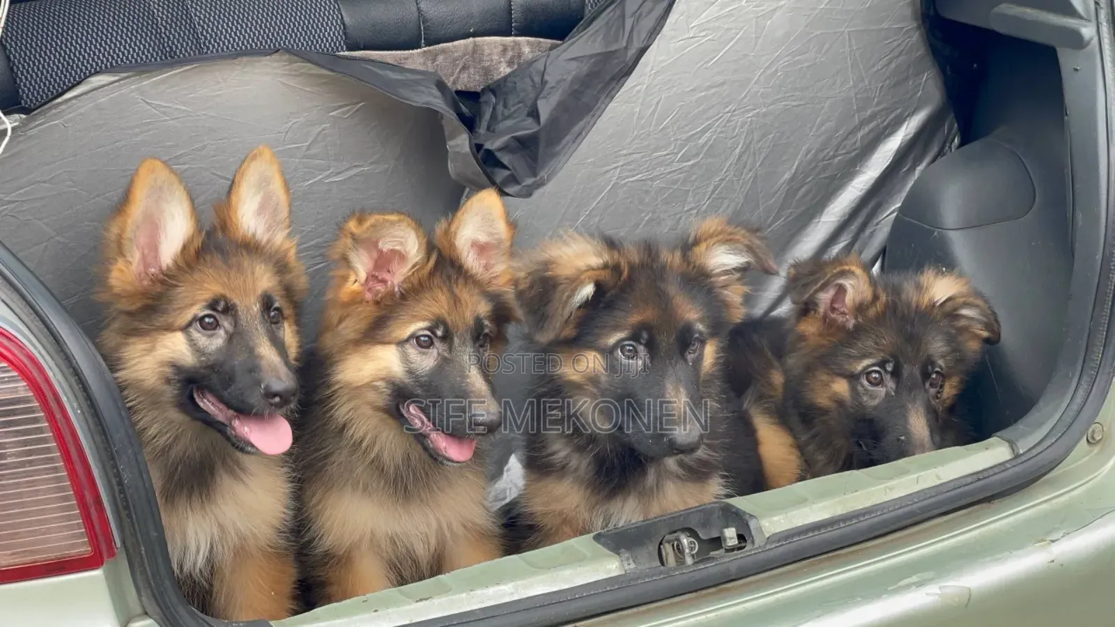 3-6 months Male Purebred German Shepherd