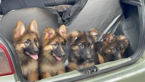 3-6 months Male Purebred German Shepherd