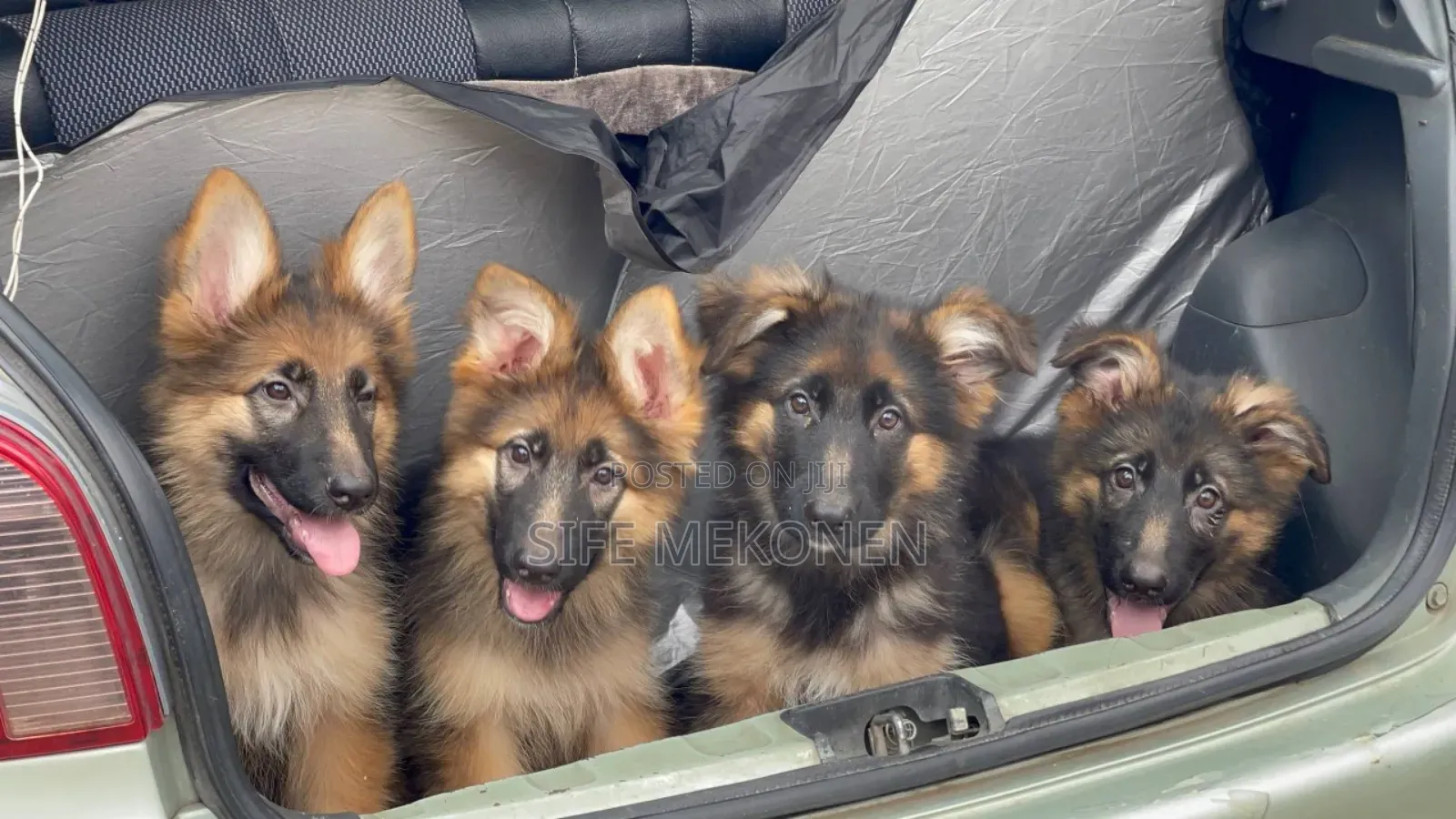 3-6 months Male Purebred German Shepherd