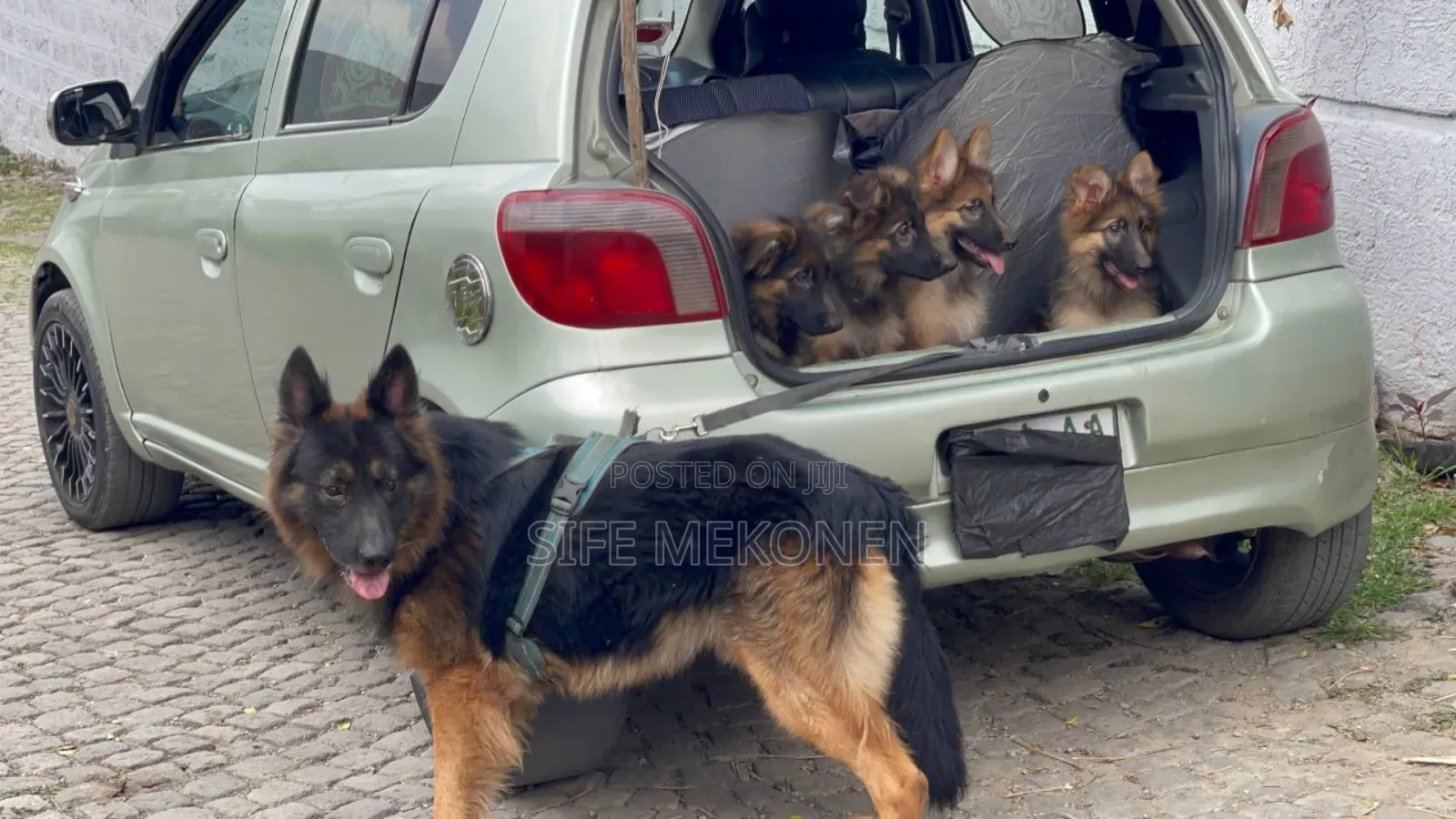 3-6 months Male Purebred German Shepherd