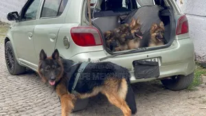 3-6 months Male Purebred German Shepherd