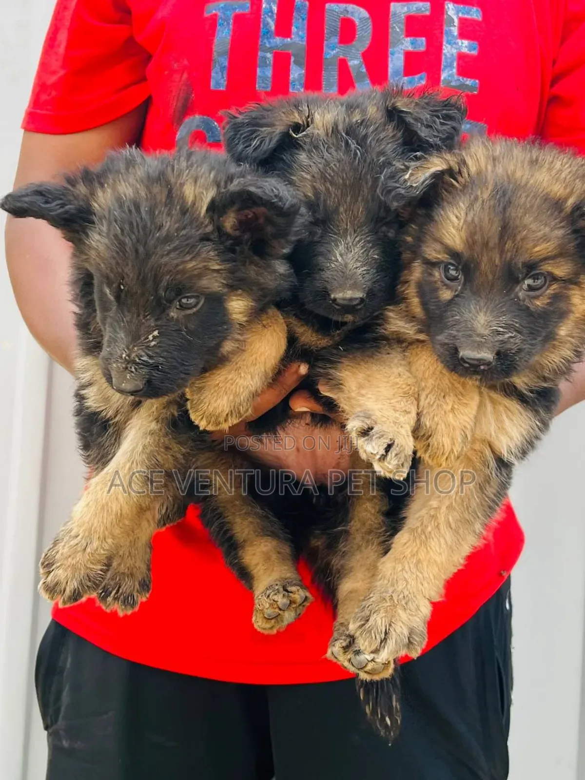 1-3 months Male Purebred German Shepherd