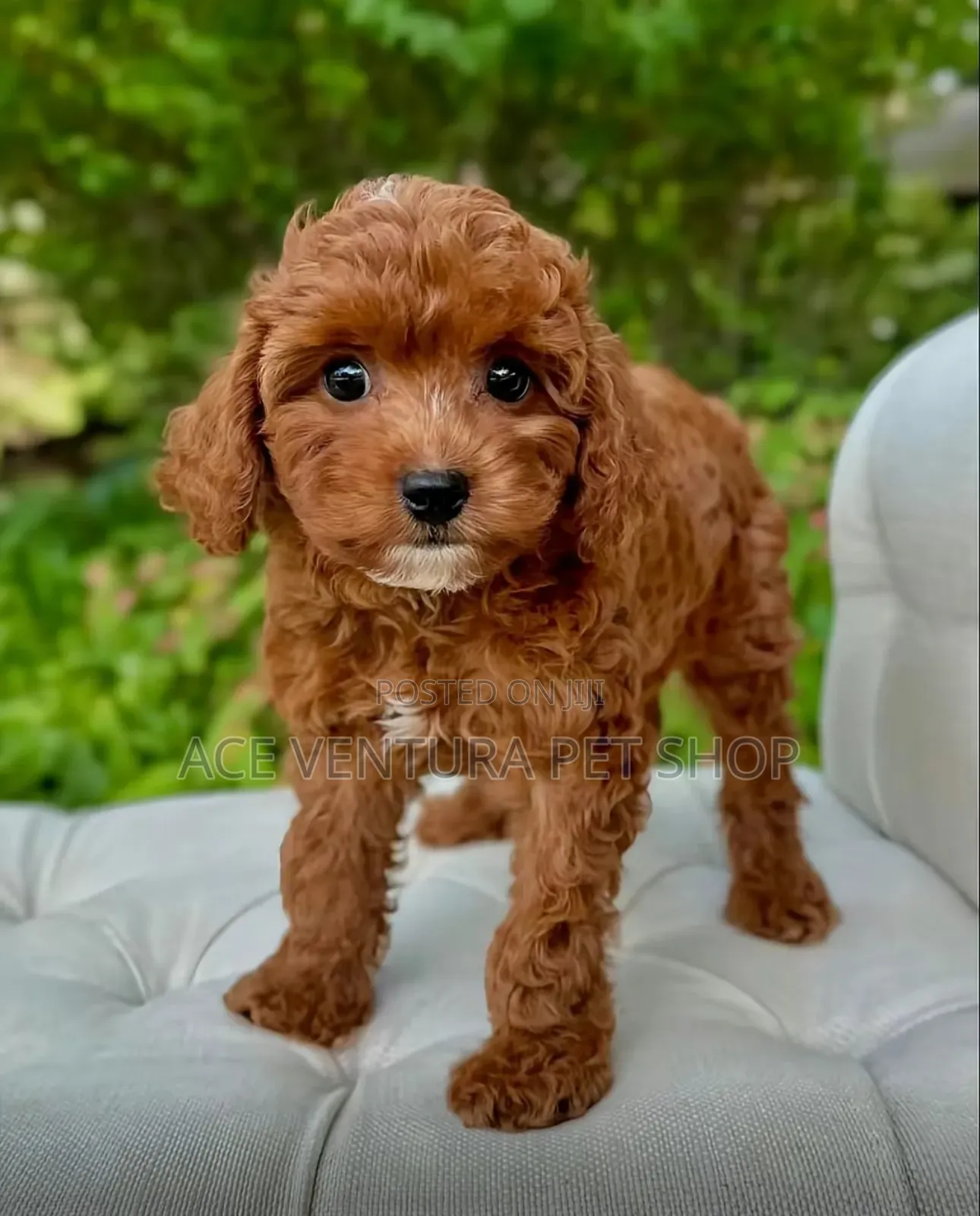 1-3 months Male Purebred Poodle