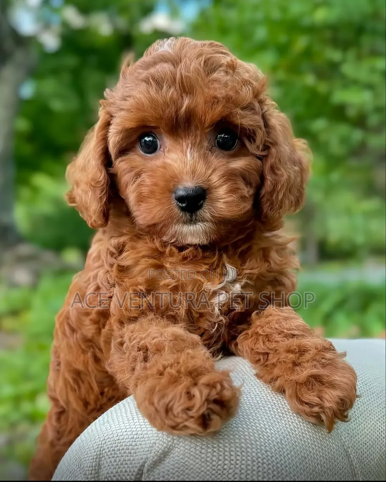 1-3 months Male Purebred Poodle