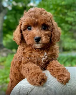 1-3 months Male Purebred Poodle