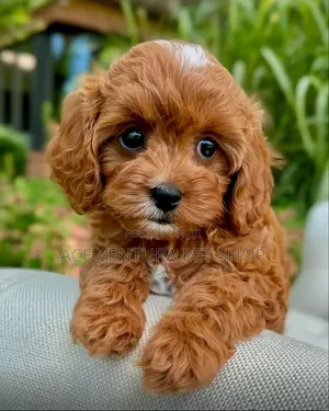 Photo - 1-3 months Male Purebred Poodle