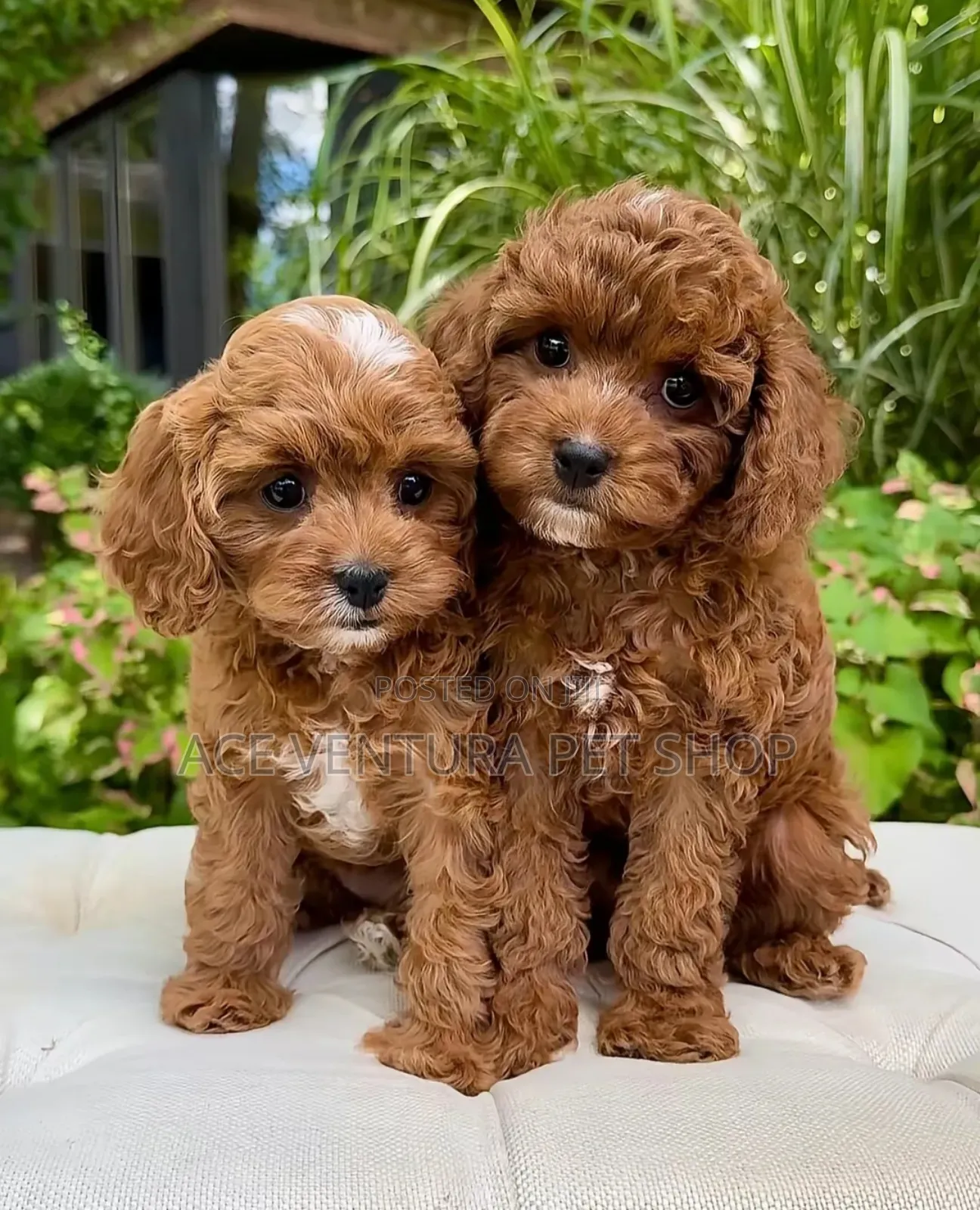 1-3 months Male Purebred Poodle