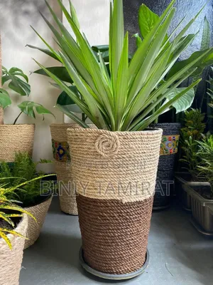 Photo - Plant and Pot Custom Made