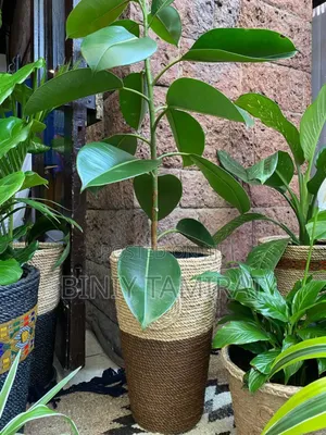 Plant and Pot Custom Made