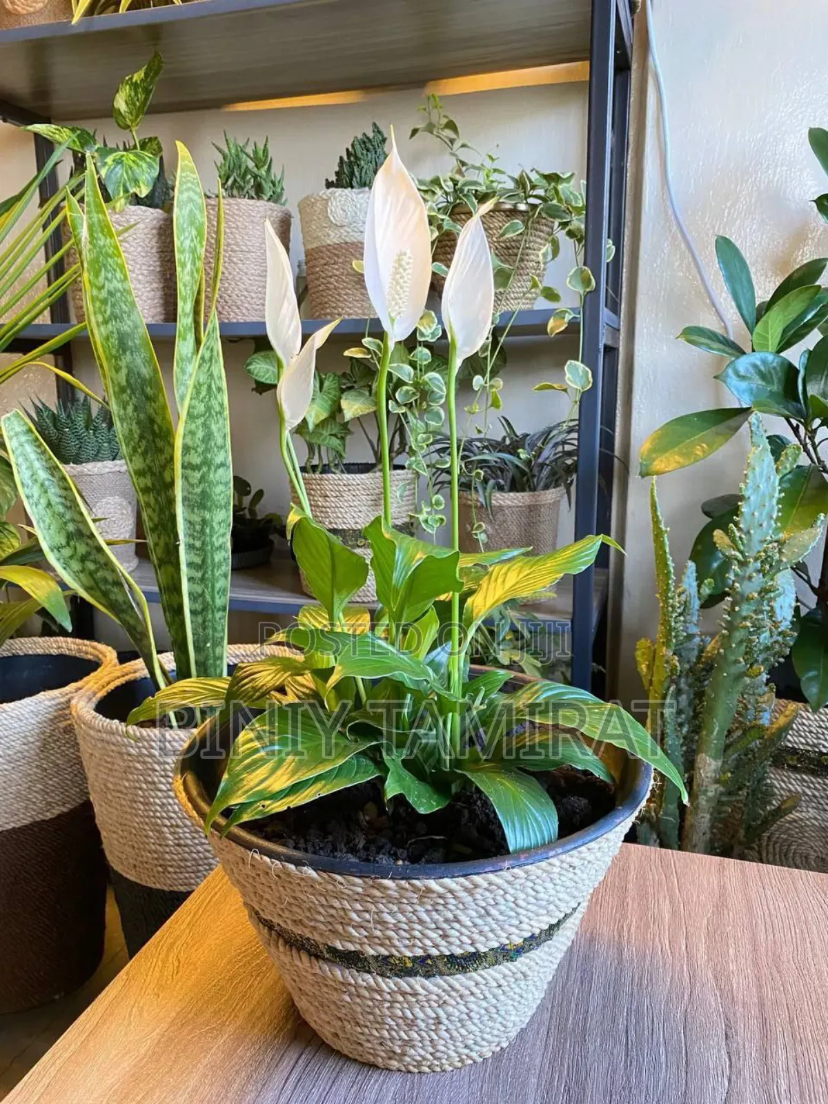 Plant and Pot Custom Made