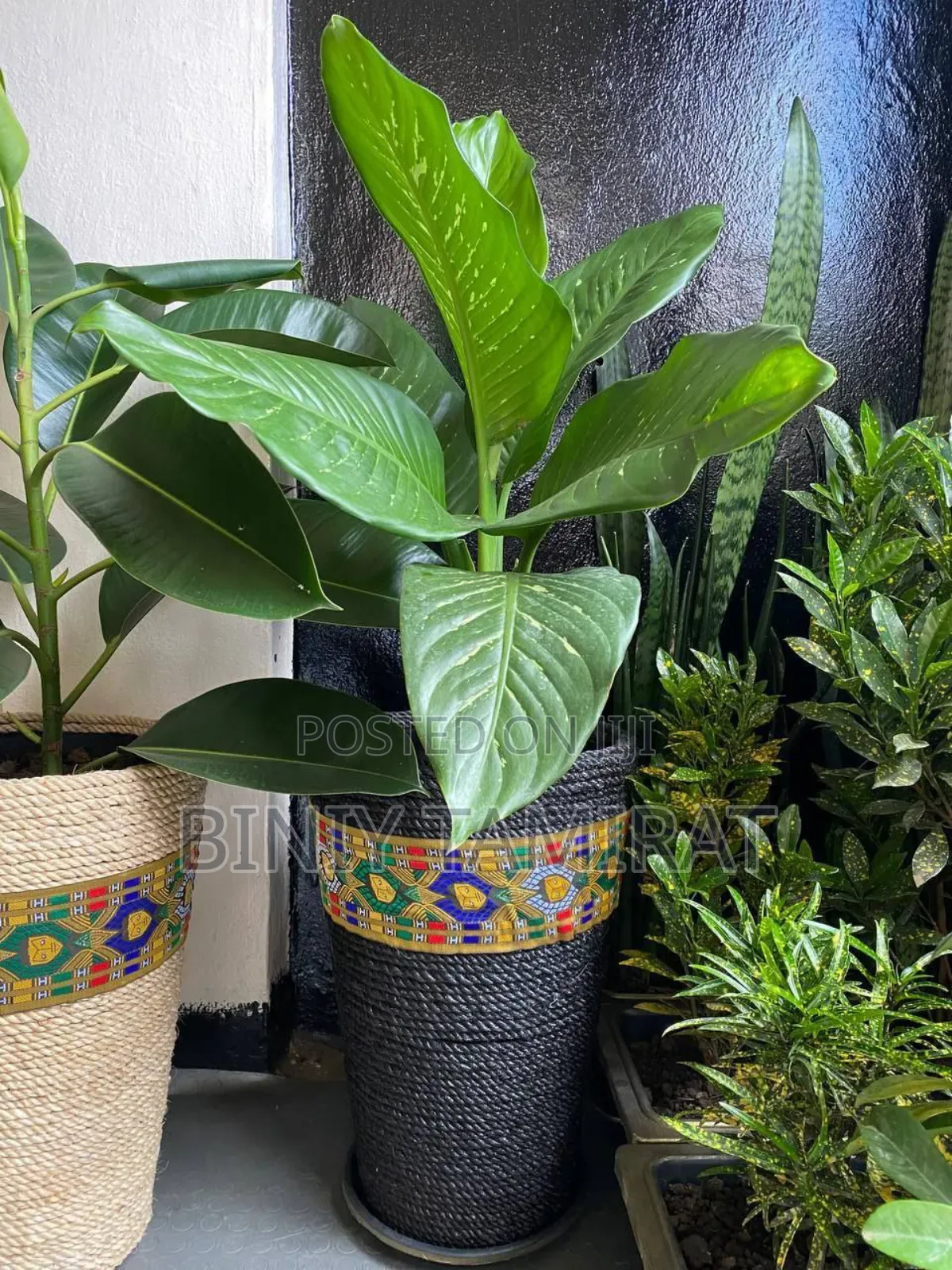 Plant and Pot Custom Made