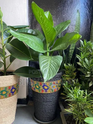 Plant and Pot Custom Made