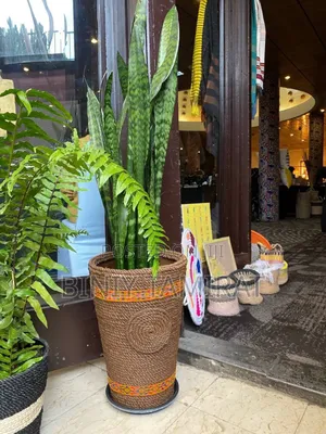 Plant and Pot Custom Made